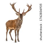Red deer stag in front of a...
