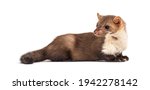 Small photo of Beech marten looking away, isolated on white