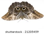 Owl Butterfly   Caligo Memnon...
