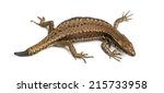 Small photo of Top view of a Wall lizard with tail lost due to autotomy.