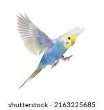 Side view of Budgerigar bird flying,  blue rainbow colloration,isolated on white