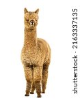 Small photo of Light fawn young alpaca, six months opld - Lama pacos, isolated on white