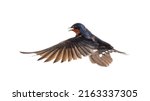 Small photo of Barn Swallow Flying wings spread, bird, Hirundo rustica, flying against white background