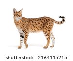 Side View Of A Savannah F1 Cat  ...