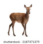 Small photo of Doe walking, Female red deer isolated on white