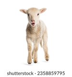 Lamb sopravissana sheep ...