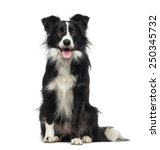 Border Collie  2 Years Old 