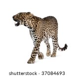 Leopard  panthera pardus ...