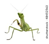 Praying Mantis insect looking at Camera image - Free stock photo ...