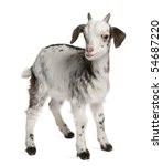 Rove Goat Kid  1 Month Old ...