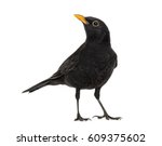 Blackbird Turdus Merula  ...
