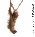 Baby Sumatran Orangutang  4...
