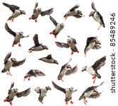 Collection Of Atlantic Puffin...