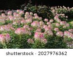 Pink And White Cleome Flowers...