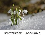 Gentle Snowdrops Flowering From ...