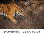 Side Portrait Of A Tigress...