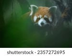 Creative portrait of red panda peering through vegetation on top of an oaknut tree