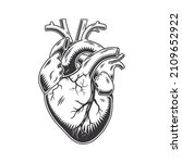 Human Heart Anatomically Hand...