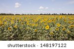 Field Of Sunflowers On A...