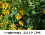 Small photo of Mostly blurred closeup of yellow flowers of rambling cassia or moneybush. Yellow candlewood blossoms on green leaves background on a sunny day. Summer nature wallpaper. Senna bicapsularis