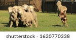 Small photo of Red and tan Kelpie (Australian breed of sheep dog) herding a group of sheep.