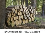 Small photo of Cut firewood stacked between two trees at Camp Whitney on Lake Athapapuskow near Flin Flon Manitoba.