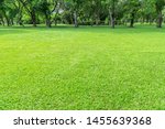 green lawn in the morning with... | Shutterstock . vector #1455639368