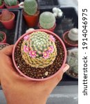 Top View Of Cute Cactus In Pot...