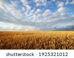 Agricultural Wheat Field Under...