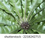 The Bird's Nest Fern Is A Large ...
