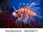 Lionfish  Pterois Mombasae 