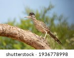 Greater Roadrunner In Southern...