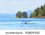 Humpback Whale Near Vancouver...