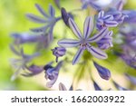 African Blue Lily  Agapanthus...