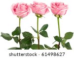 Beautiful Three Roses On A...