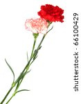 Two Beautiful Carnation On A...