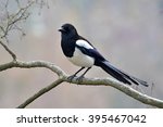 beautiful eurasian magpie ... | Shutterstock . vector #395467042