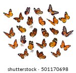 Big set monarch butterfly...