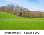 Panorama Of A Sunny Green...