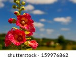 Detail Of Pink Common Hollyhock ...