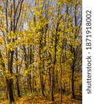 Small photo of Autumn trees over water at Pennington Flash, Leigh, Warrington, UK