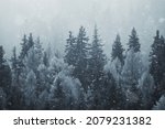 Coniferous forest covered with...