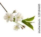 Blossoming Cherry Branch With...