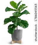 Small photo of House Plant of Fiddle leaf fig tree in loft pot on white background