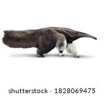giant anteater or myrmecophaga... | Shutterstock . vector #1828069475