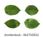 Single green rose leaf isolated over the white background, set of four different foreshortenings