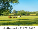 Horses At Green Pastures Of...