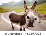 Funny donkey on transfagarasan...