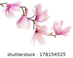 Beautiful pink spring magnolia...