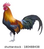 Colorful Rooster Isolated On...